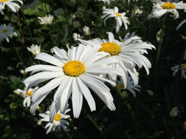 Yellow and white flower