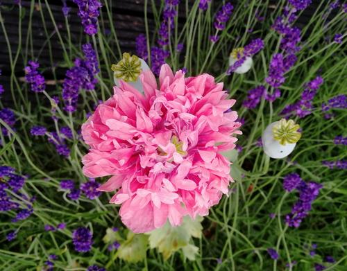 Pink flower