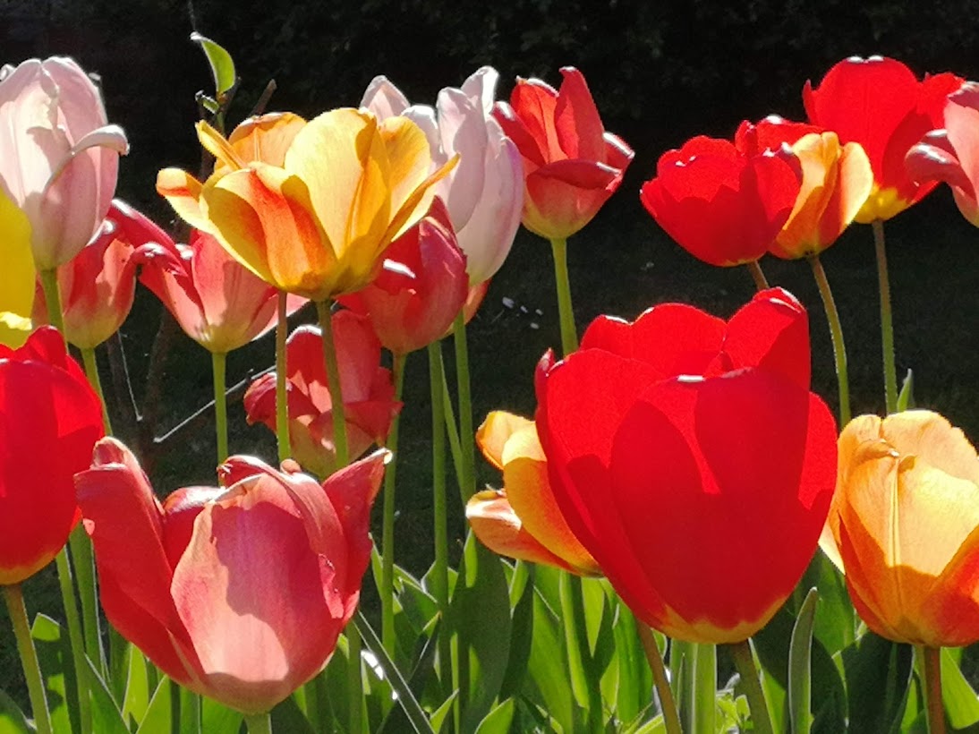 Red flowers